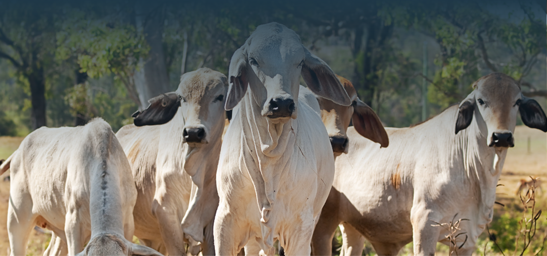 Maximiza la producción y el bienestar de tus bovinos de libre pastoreo