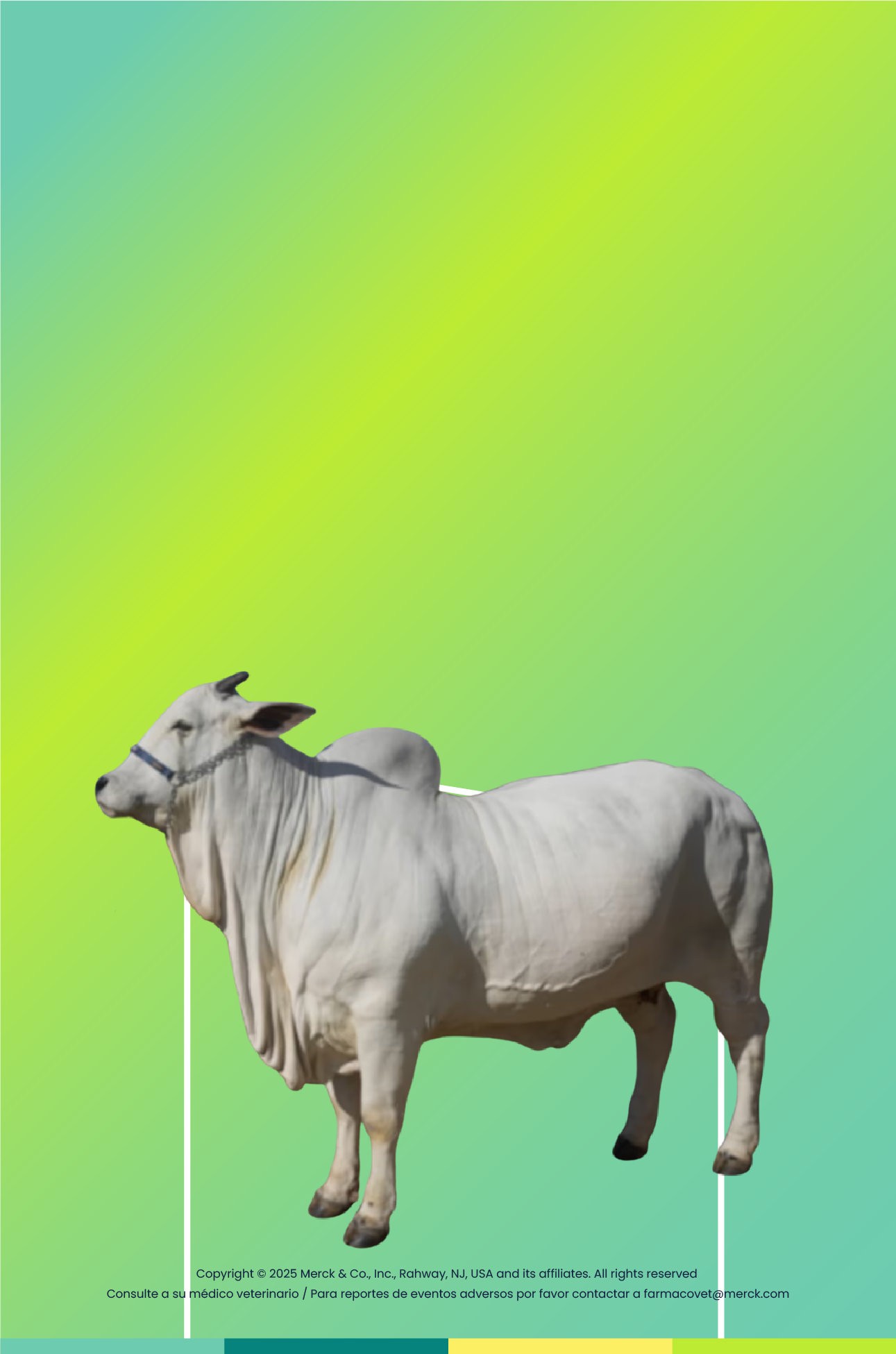 vaca-preñada